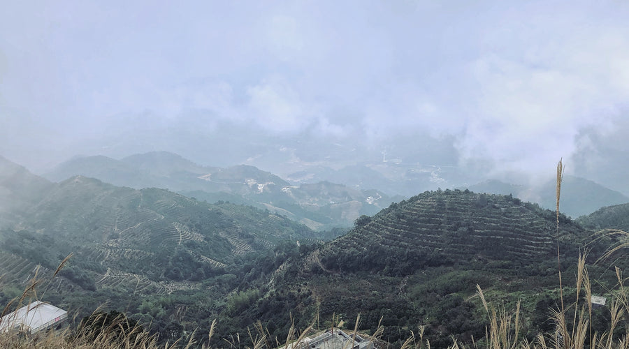 What is Phoenix Dan Cong Oolong? Everything You Want to Know is Here!