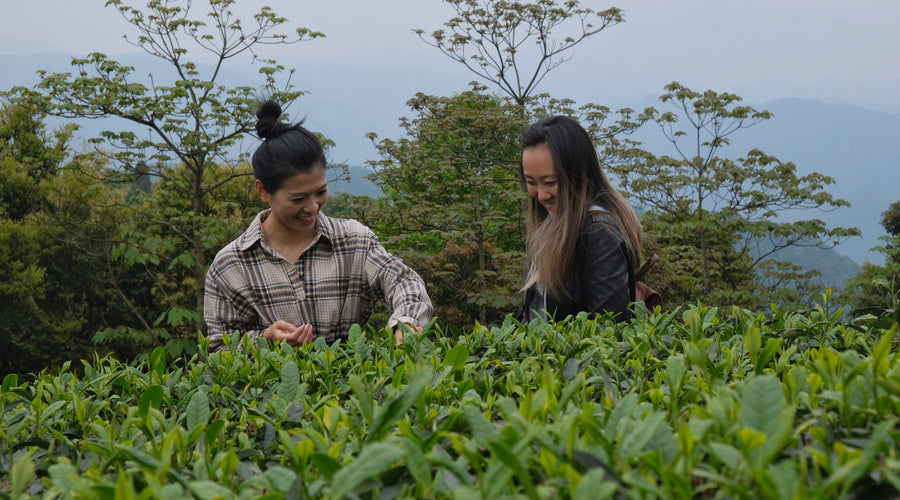 White Tea Rendezvous in Fu Ding 2021