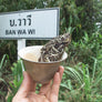 wawee tea, wawee thailand, thai tea, thailand tea, thai pu erh tea, white tea, pu erh white tea, moonlight white tea