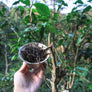Thailand Wawee Vintage Gu Shu Raw Pu Erh 2017