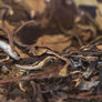 white tea, chinese white tea, fu ding white tea, white tea cake, shou mei, loose leaf shou mei, shou mei cake, seattle tea, seattle tea store, serene tea cha, serene tea seattle, serene tea