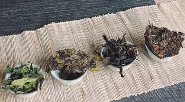 Aged White Tea and Its Delicious Secrets