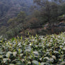 Premium Xi Hu Long Jing Green Tea Education Package - Authentic Flavors from China